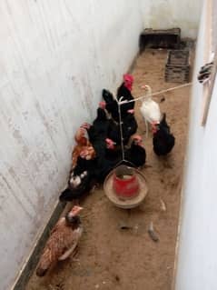 Australorp