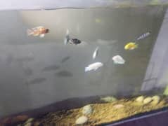 FISH