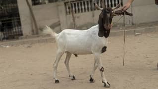 bakra