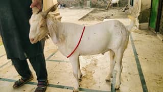 QURBANI BULL / GOAT (BAKRAY) AT LAHORE