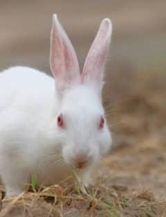Desi rabbit red eyes