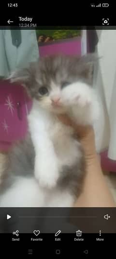 Persian male kittens