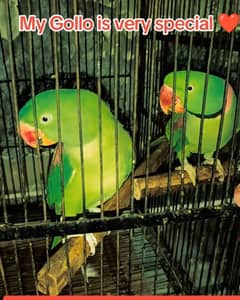Breeder