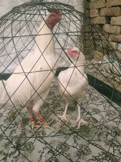 heera