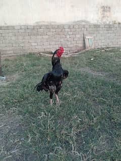 as Ka alwa bhi available hail