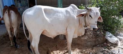 2 dant bachra