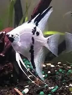 Calico angel , red oscar baby , spotted honey severum, albino arowana