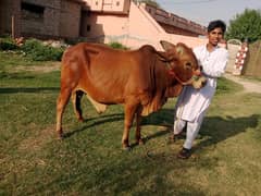 bull