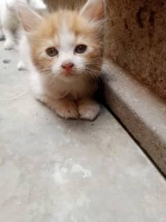 Two Persian kittens