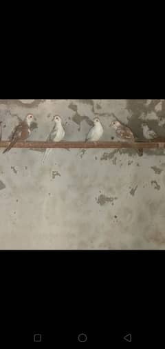 dove