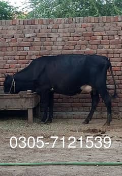 jersey Friesian cross
