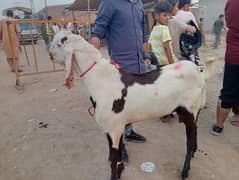 Andal