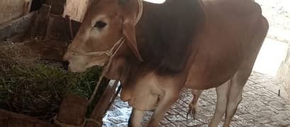 Bachra For Sale | Pure Sahiwal Red Bull For Qurbani | Qurbani ke Bull