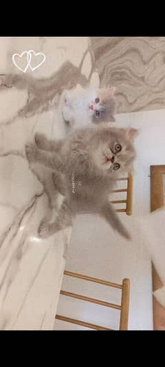 Persian Female Kittens