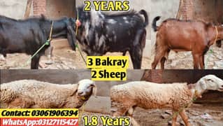Qurbani ka 3 Bakray and 2 Dumbay (قربانی کے 3 خوبصورت بکرے اور 2 دنبے)