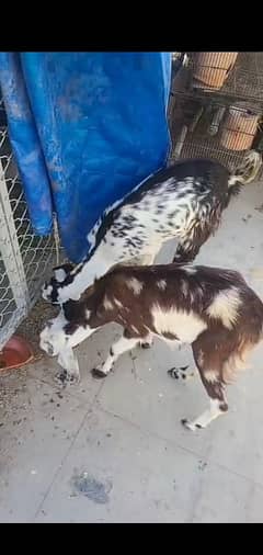 Adult females puth for sale