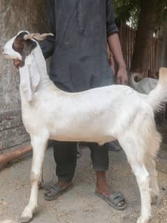 Zinda Bakra kg 52,54