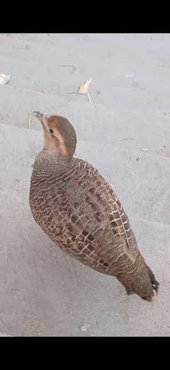 Dakhni Teeter Male