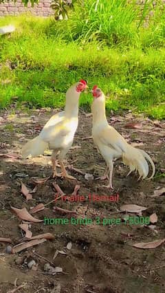 home bride