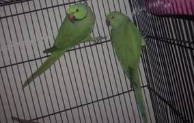 parrot