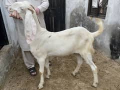 03094073591 Qurbani k khasii bakra