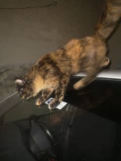 Persian