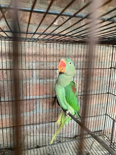 female