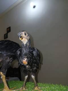 Parrot beak aseel.
