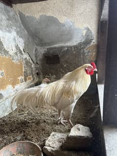 heera hen