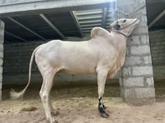 Bull for 2025 Qurbani
