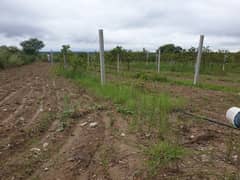 16 Kanal Commercial Plot GT Road Facing Right At The Start Of Link Road (Ring Road) Dem 90 Lac Per Kanal 5 Kanal Can Also Be Sold