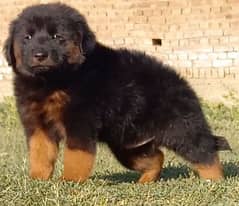 German shepherd puppies for sale
