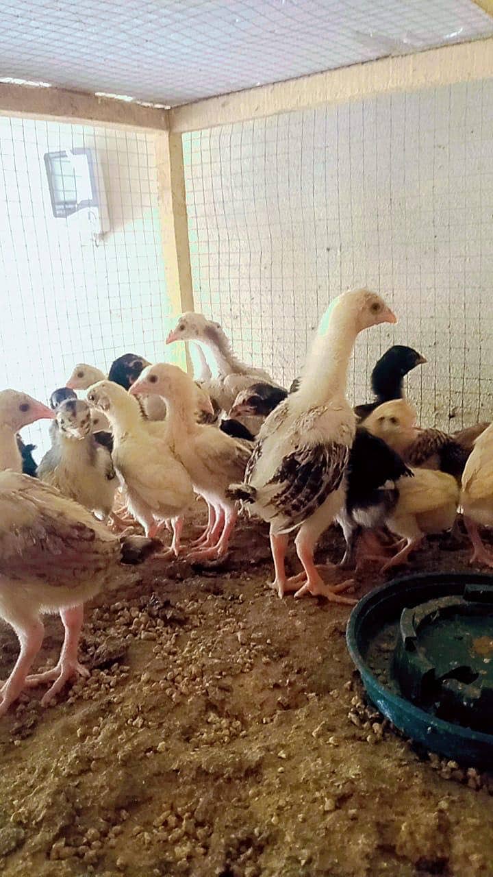 Chicks | Heera | Thai | Dragon | Shamoo | Shamo  | Hera | Qadri Birds 11