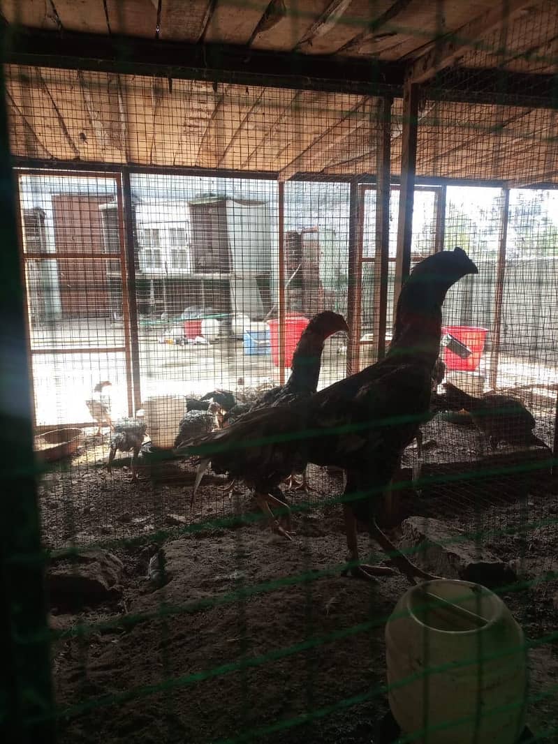 Chicks | Heera | Thai | Dragon | Shamoo | Shamo  | Hera | Qadri Birds 12