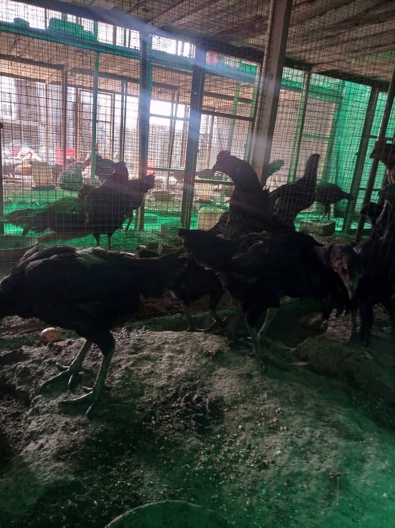 Chicks | Heera | Thai | Dragon | Shamoo | Shamo  | Hera | Qadri Birds 15