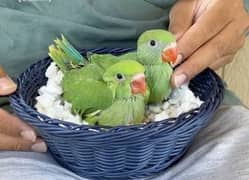 Ringneck