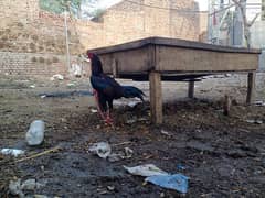 lakha mianwali