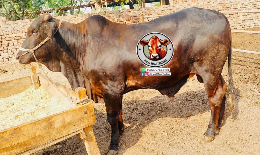 Qurbani k Barry بڑے Janwar| bull| cow| bachra| katta 2