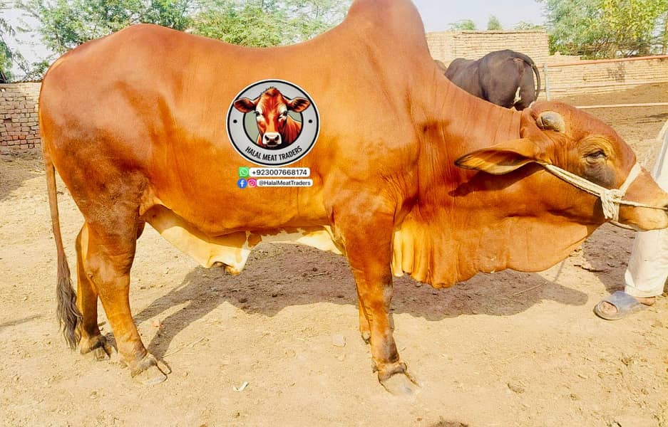 Qurbani k Barry بڑے Janwar| bull| cow| bachra| katta 3
