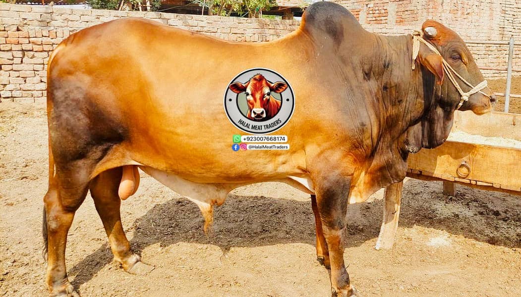 Qurbani k Barry بڑے Janwar| bull| cow| bachra| katta 4