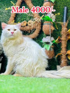 persian