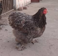 Blue buff murgi for sale
