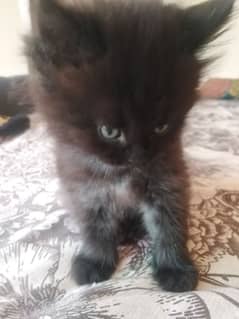 BLACK PERSIAN KITTEN