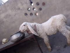 kajla chatra number 03094561420