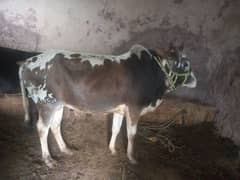 Qurbani