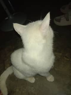 White  cat