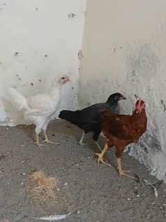 dasi murgia