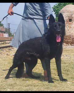 Black German shepherd male available for sale