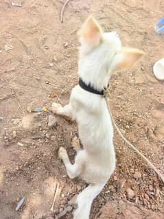 Alopekis Female dog pink + white colour
