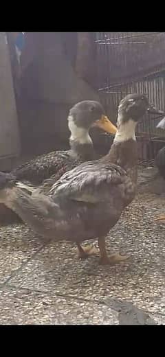 ducks